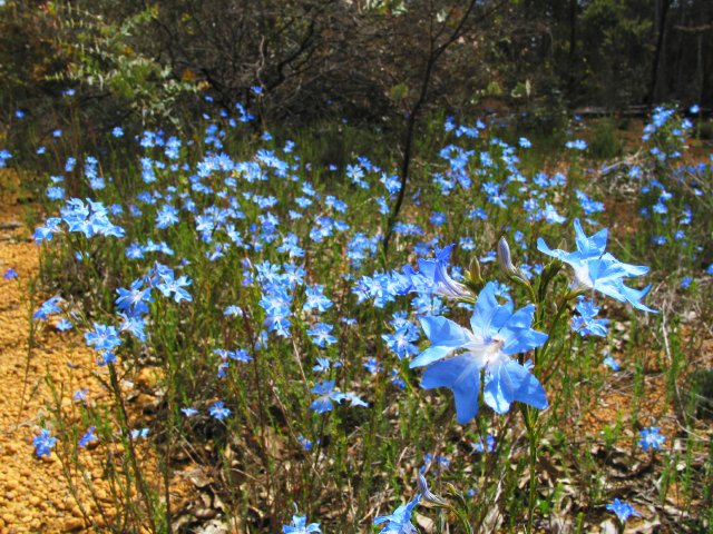 Blue flowers, Dryandra Woodland