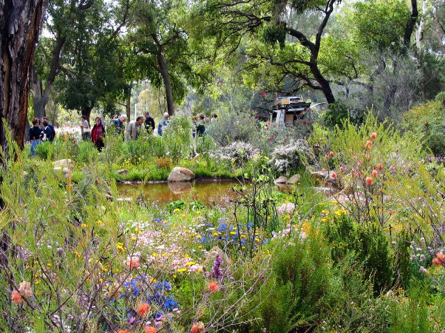 Native wildflowers