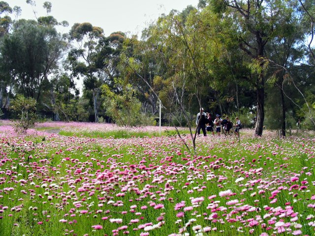 Flower fields, Kings Park, Perth