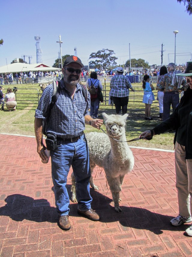 Alpaca love