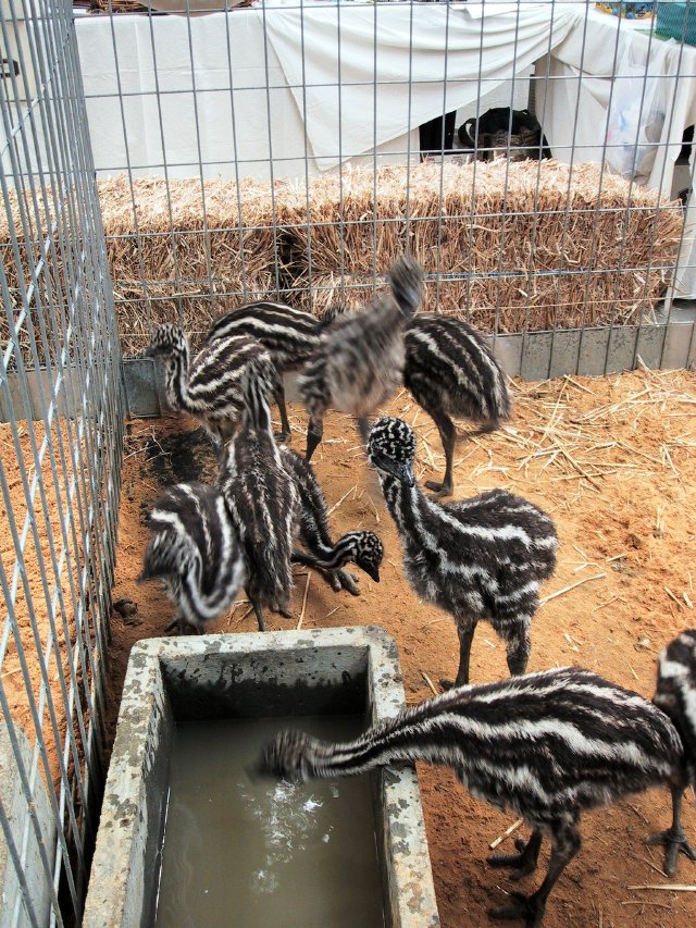 Emu chicks