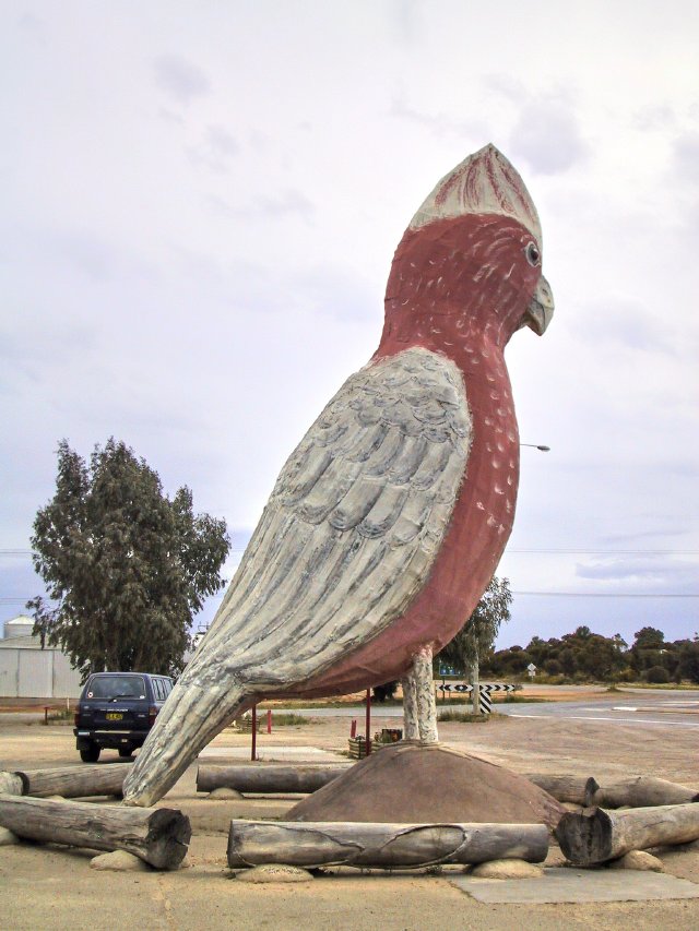 You big galah