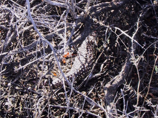 Speckled skink