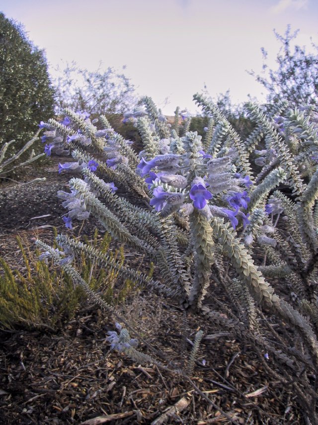 Eremophila lachnocalyx