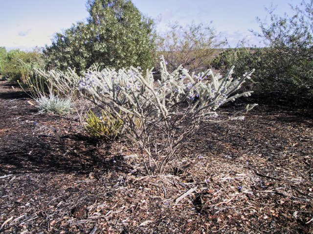 Nice emu bush (Eremophila lachnocalyx)