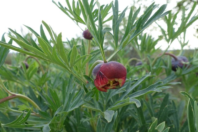 Pct day 1.  California peony, mile 1