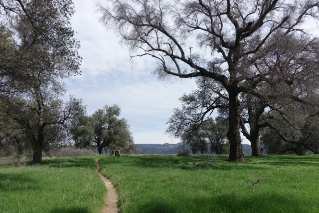 PCT Day 2.  Bucolic oaks, mile 24