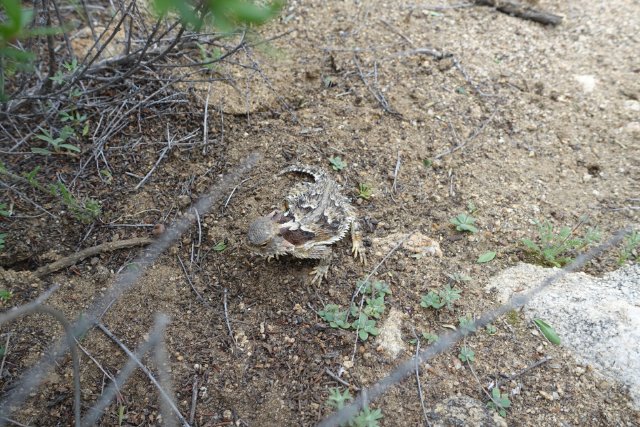 PCT Day 2.  Horny toad