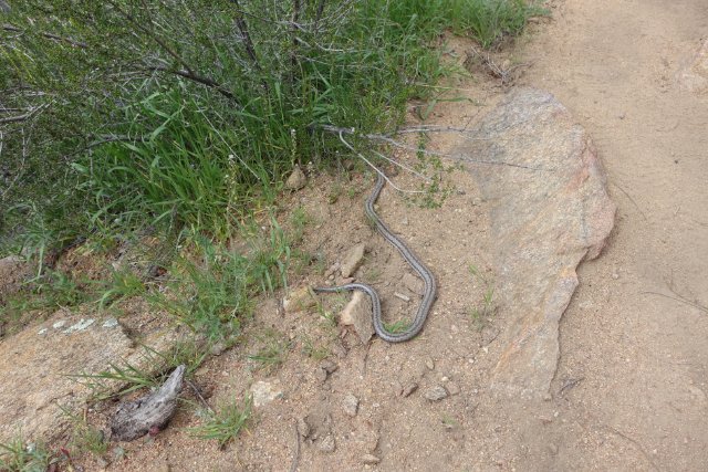 PCT Day 2.  Snake.  Unknown species.