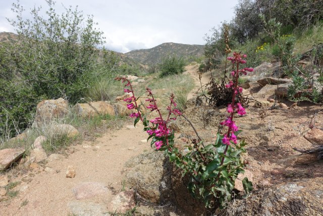 PCT Day 2.  Pentstemon