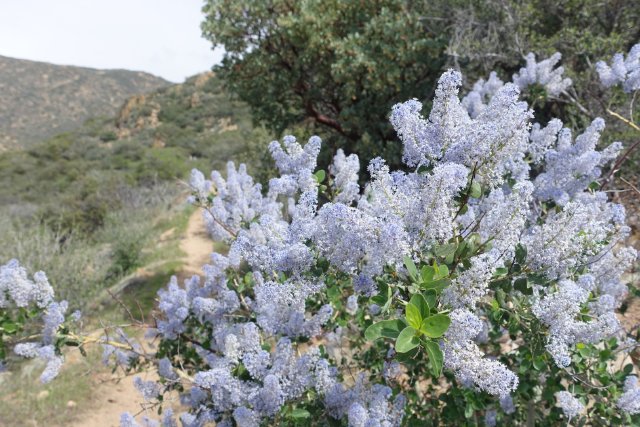 PCT Day 2, Trailside Ceonothus