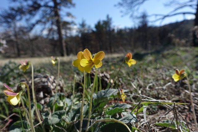 PCT Day 3.  Violets.