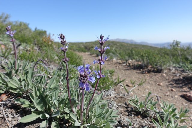 Salvia sonomiensis, creeping sage