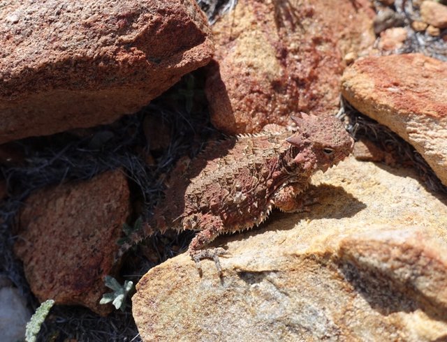 Baby horned lizard!