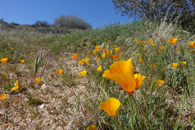 Classic California poppies