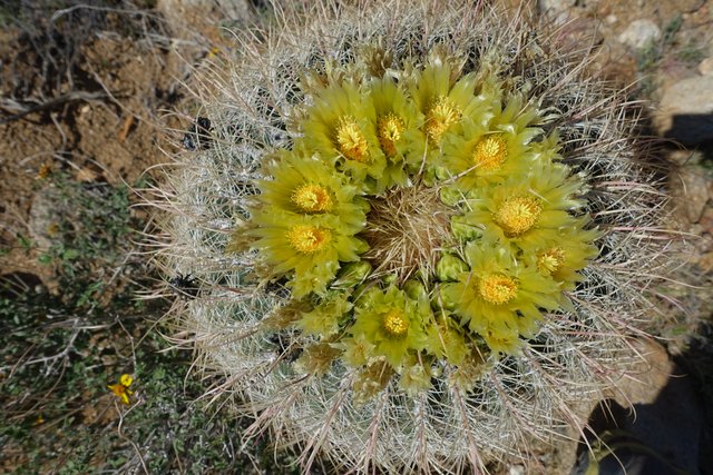 Barrel cactus flowers