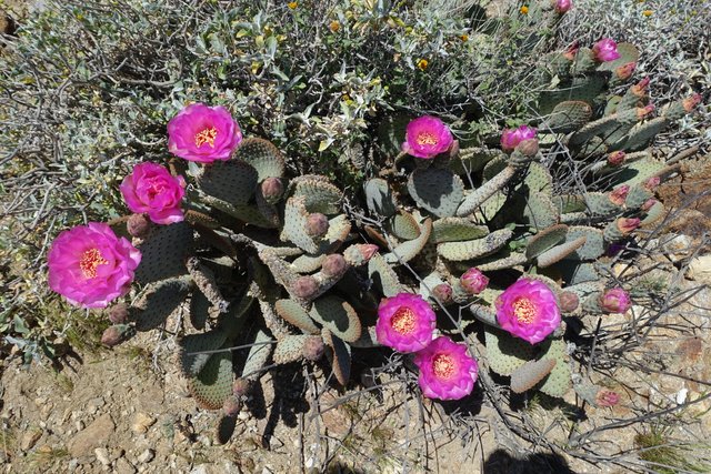 Beavertail cactus