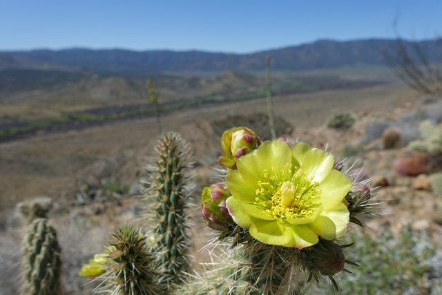 Cholla blooming