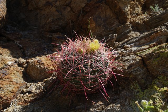 FEROCACTUS