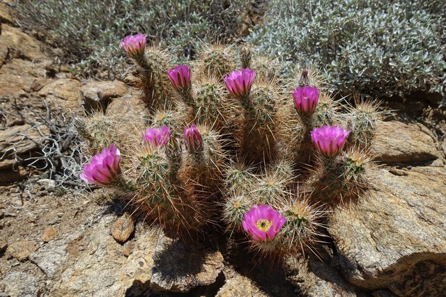 Cactus, pink