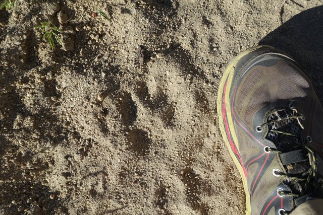 PCT. Mountain lion paw print.  A few days old.