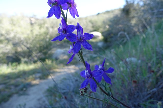 PCT.  Delphinium growing wild on the trail.