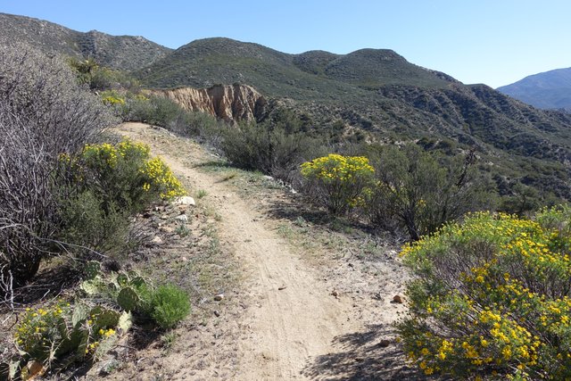 PCT.  Trail daisies.