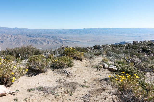 Bush poppies on trail, m195