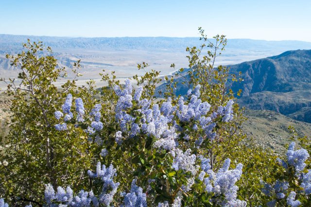 Ceanothus, m195