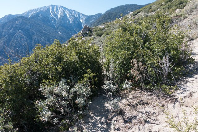 PCT, overgrown, m196