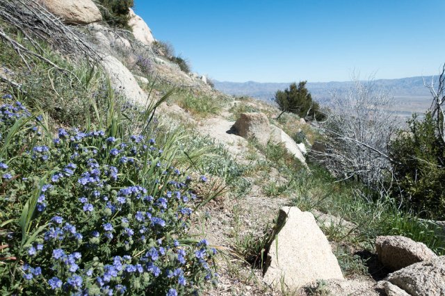 Phacelia on trail, m196