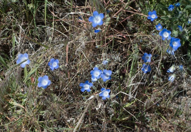 Baby blue eyes (Nemophila), m198