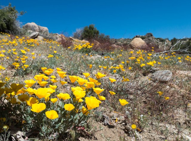 Poppies! m198