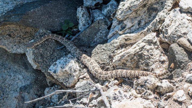 Rattlesnake 2 (Colorado Desert Sidewinder), m198