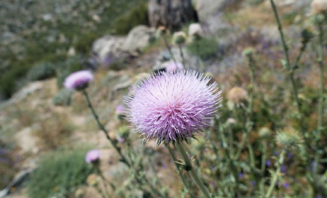 California thistle, m199