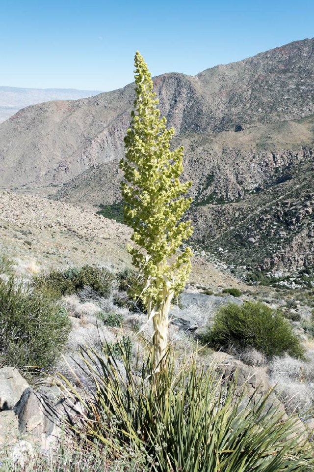 Beargrass, Nolina parryi, m200