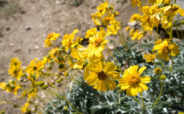 Encelia farinosa (brittlebush), m200