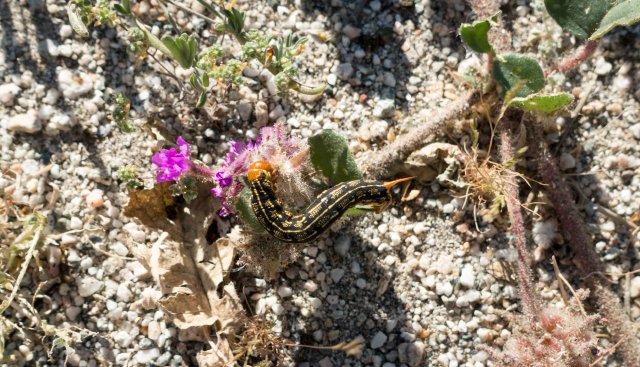 Caterpillar devouring sand verbena, m207