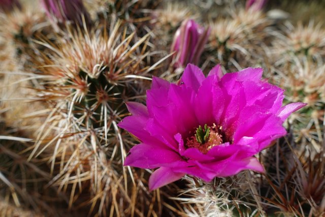 Cactus Flower, m212