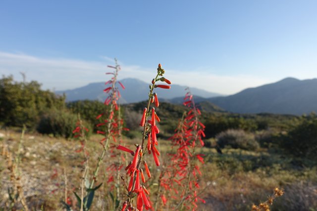 Pentstemon, m223