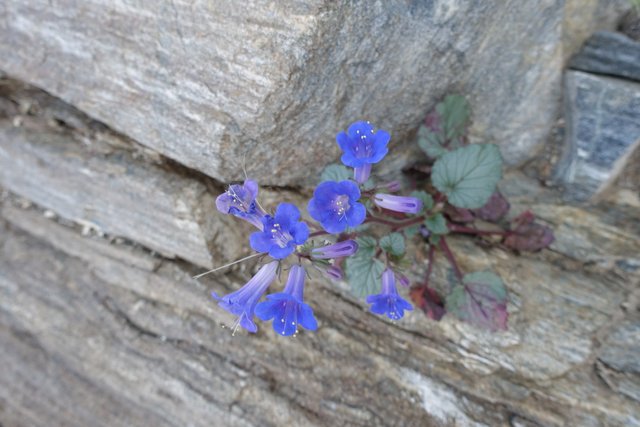 Phacelia in the rocks, m223