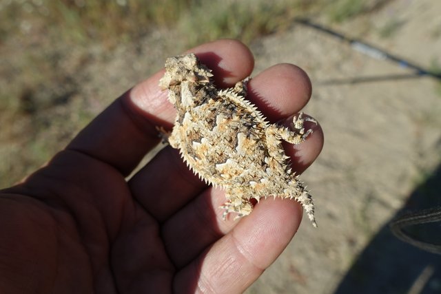 Baby horny toad, m226