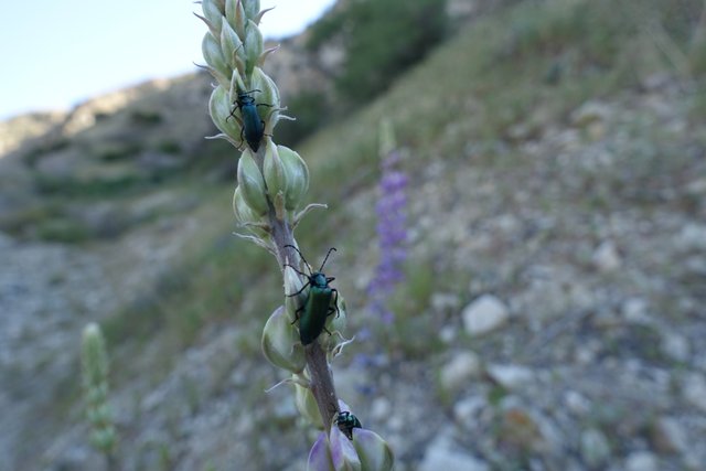 Beetles on lupine, m227