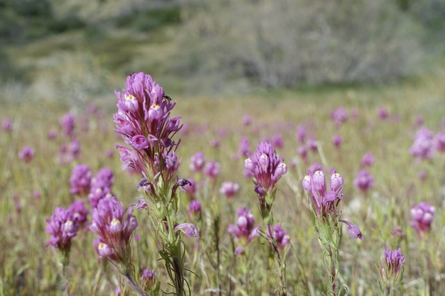 Owl Clover, m228