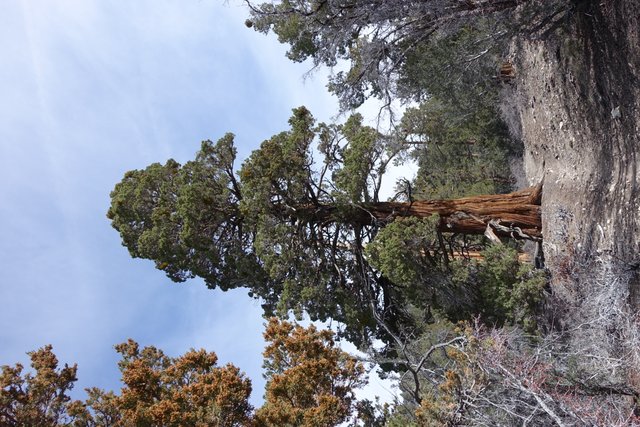 Incense cedar, m250