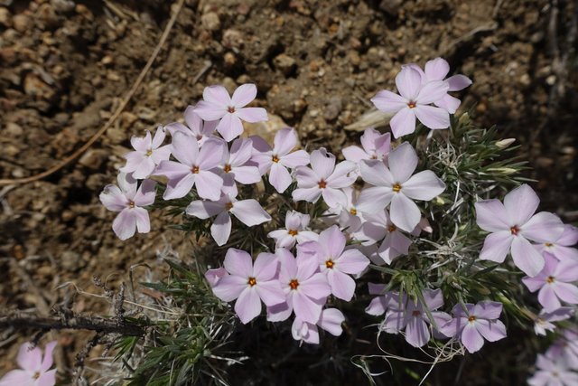 Phlox m264