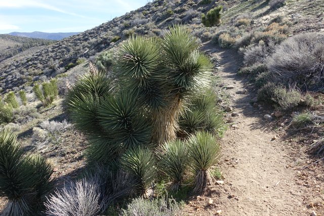 Joshua trees, m261