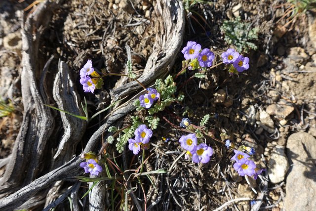 Tiny flowers, m265