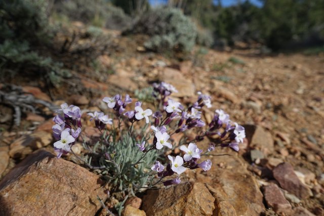 Another mystery flower, m266