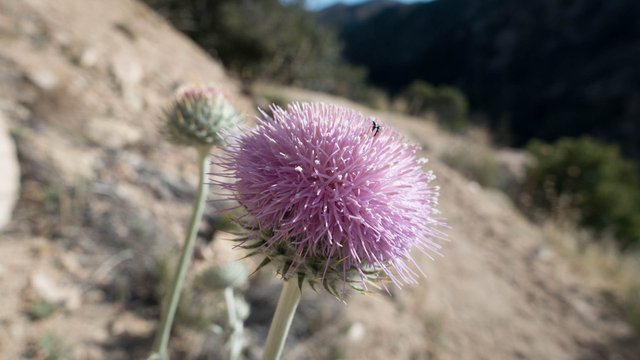 California thistle, m300